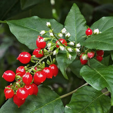 Load image into Gallery viewer, Dog blood bush tea