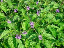 Load image into Gallery viewer, Blue Vervain Tea
