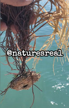 Load image into Gallery viewer, GOLD sea moss
